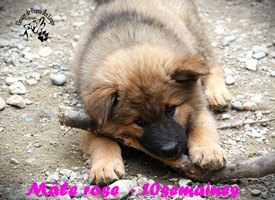 chiot eurasier